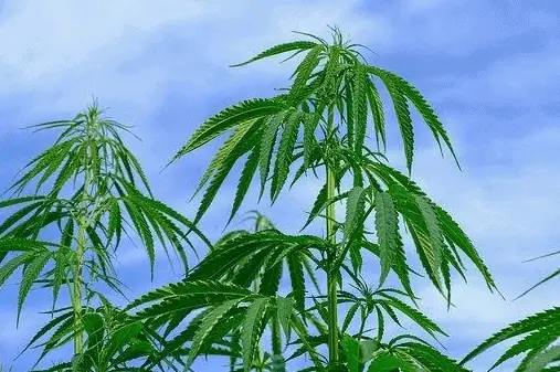 Renkamės kanapių aliejų: į ką svarbu atkreipti dėmesį? 4 Renkamės kanapių aliejų: į ką svarbu atkreipti dėmesį?