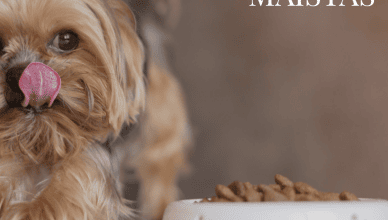 advance food for dog
