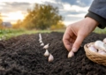 Agronomai: Kada sodinti žieminius česnakus – geriausios datos