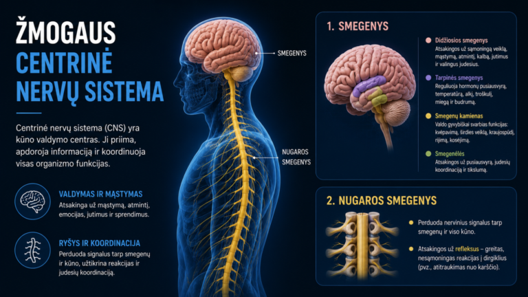 Centrinė nervų sistema 4 Centrinė nervų sistema
