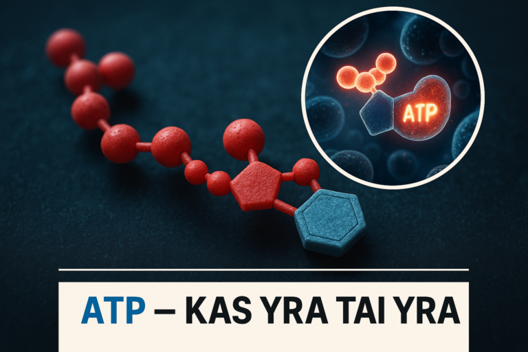 ATP - Kas yra tai yra. Adenozintrifosfatas 3 ATP – Kas yra tai yra. Adenozintrifosfatas