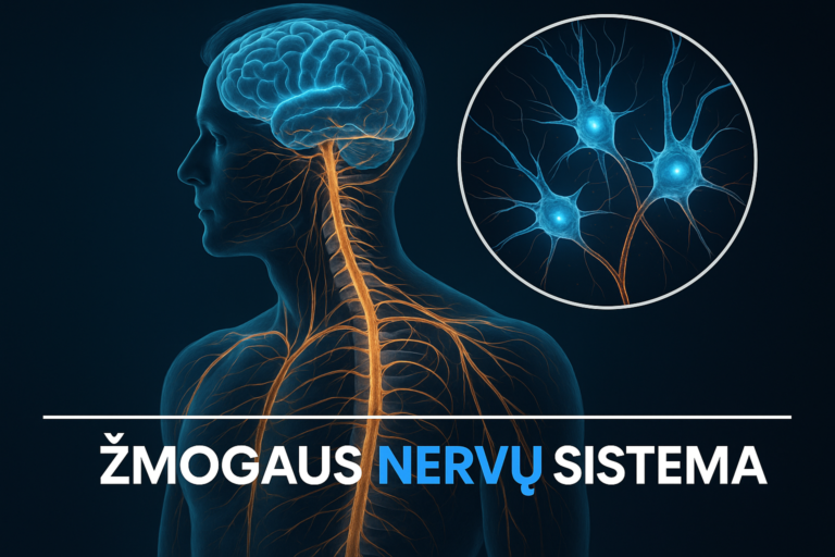 Žmogaus nervų sistema 2 Žmogaus nervų sistema
