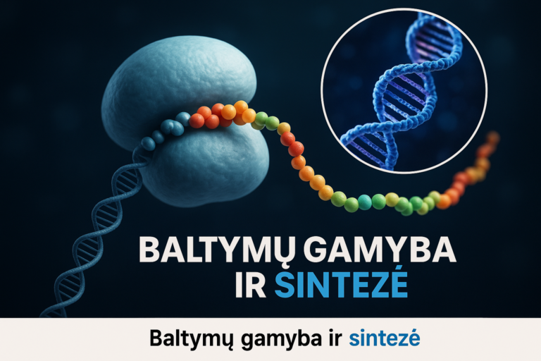 Baltymų gamyba ir sintezė 5 Baltymų gamyba ir sintezė