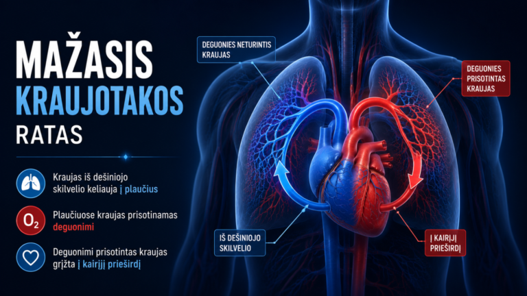 Mažasis kraujotakos ratas