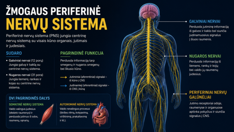 Periferinė nervų sistema 5 Periferinė nervų sistema