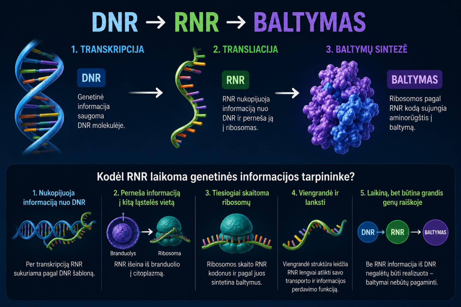 DNR kas tai yra 2 Genetinės informacijos kodavimas RNR ir DNR, genetinių žinių apie sveikatą iliustracija.