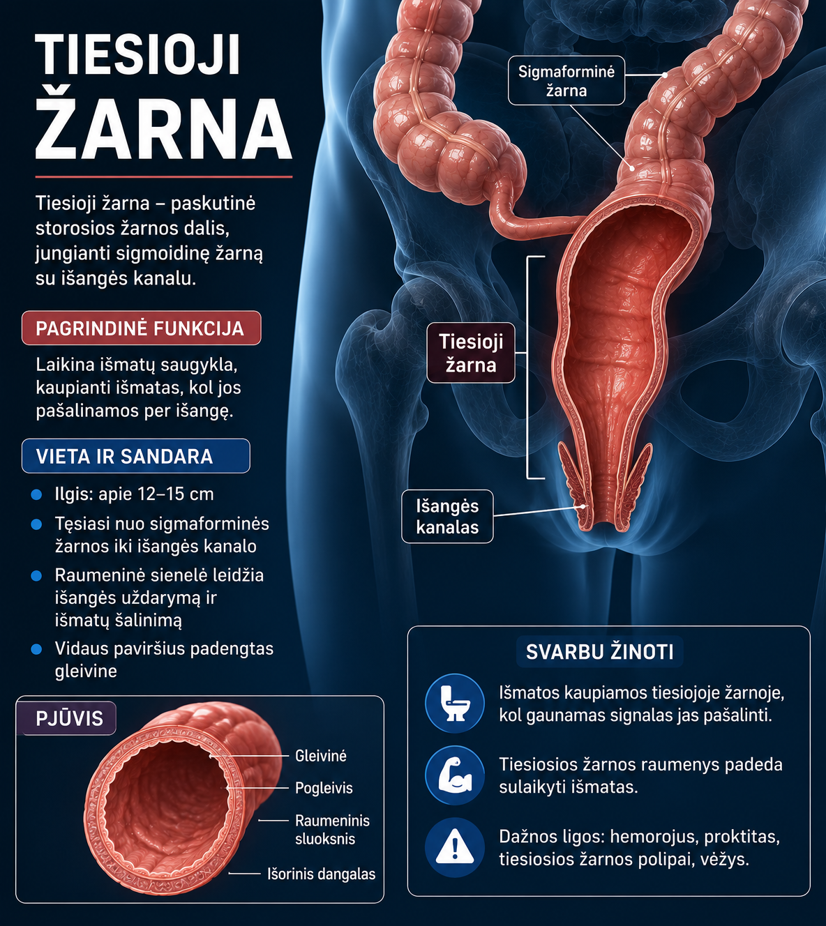 Tiesioji žarna 1 tiesioji zarna